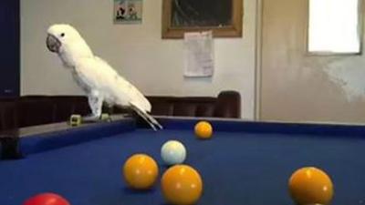 Leo the cockatoo