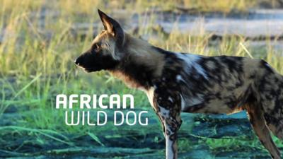 Scientists studying African wild dogs think that they have found something interesting about the way the dogs decided what the pack does.