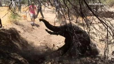 Elephant stuck in mud