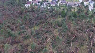 Poland sees record number of trees destroyed after storms.