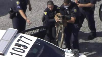 Kangaroo being taken to a police car