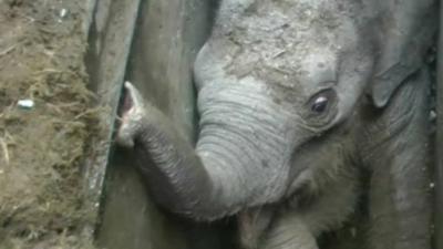 An elephant calf trapped in a drain in Sri Lanka