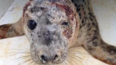 Injured seal