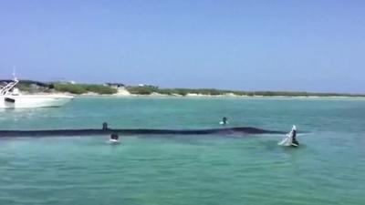 Whale stranded in shallow water in Mexico