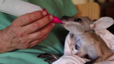 Baby kangaroo