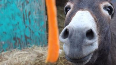 Donkey reaching up for a carrot