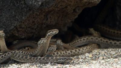 After emerging from their nests, hatchling marine iguanas must make their way to the sea. But racer snakes are waiting. This is the best feeding opportunity they will get all year.