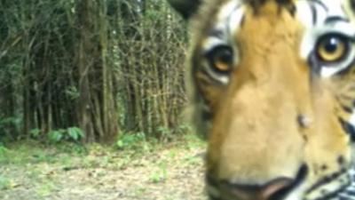 This year 79 tigers were captured on hidden cameras in Thailand’s Huai Kha Khaeng-Thungyai forest.