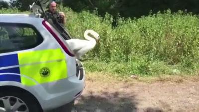 The swan in a police car