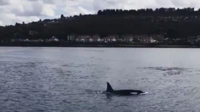 Killer whale in Clyde