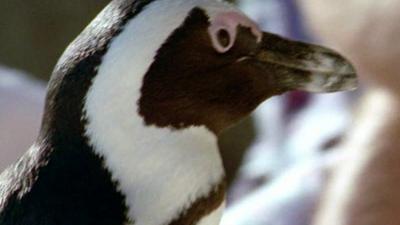 African Penguin