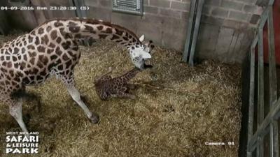 Akacia, a Rothschild's giraffe, and her baby