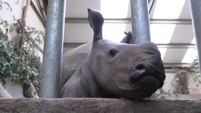 Baby rhino