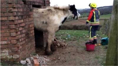 Horse rescue