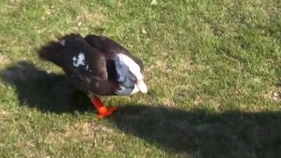 duck walking with 3D feet