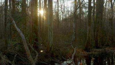 The Great Dismal Swamp