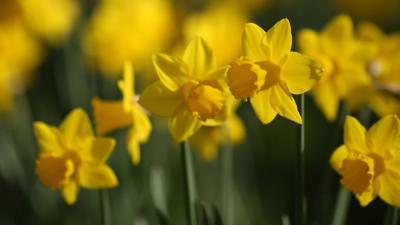 Daffodils