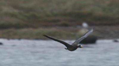 Greenland white-fronted goose