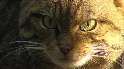 Scottish wildcat