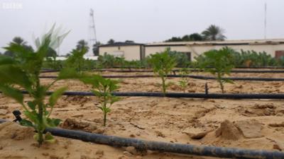 Okra plants growing in the desert