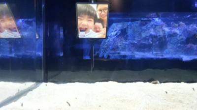 People facetiming eels in a tank