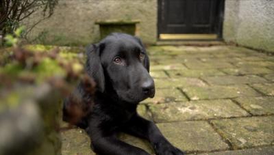 Arthur the Labrador