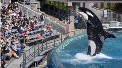 Visitors are greeted by an Orca killer whale