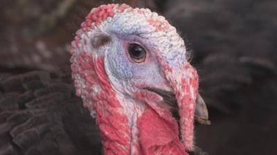 Turkey farmers are concerned the 'rule of six' will lead to downsized Christmas dinners and an over-supply of larger birds.