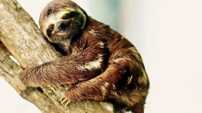 A sloth on a branch