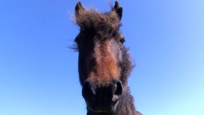 Pony on Dartmoor