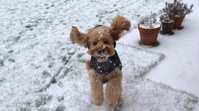 A dog in the snow.