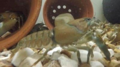 North American crayfish