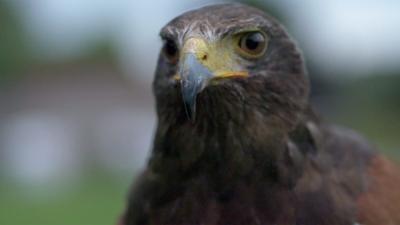 Harris hawk