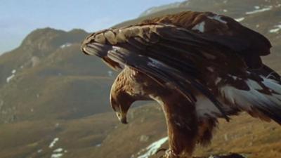 Golden eagle