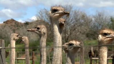 Ostriches