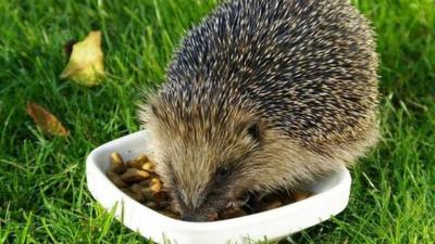 A hedgehog eating