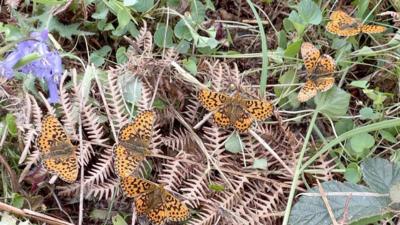 Pearl-bordered Fritillary butterflies