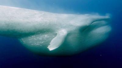 Blue whale