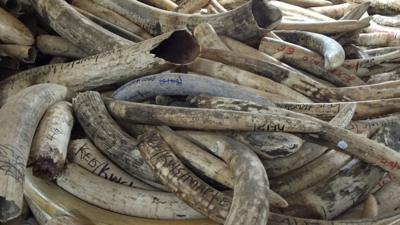 Confiscated ivory in Kenya