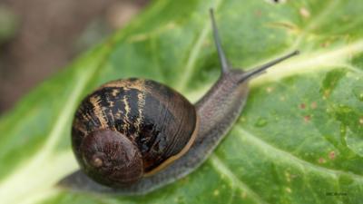 Snail Moves across leaf