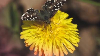 UK butterfly numbers declined in 2017