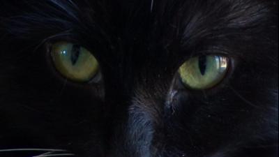 Close up of black cat with green eyes