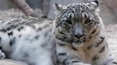 Snow leopard