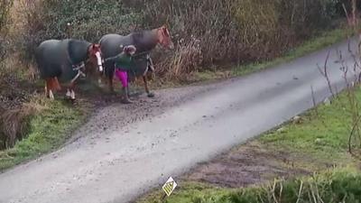 Horses near miss