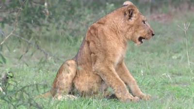 Lion in Queen Elizabeth Park