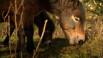 An Exmoor pony