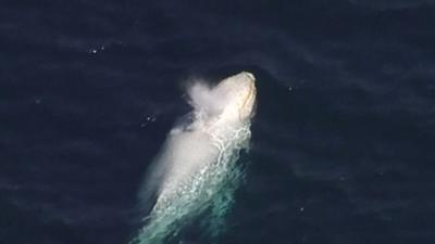 The white whale spotted off Australia's Gold Coast