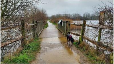 Dog walks on a partially flooded bridge over a rising river