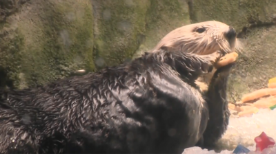 An otter snacks on some birthday cake