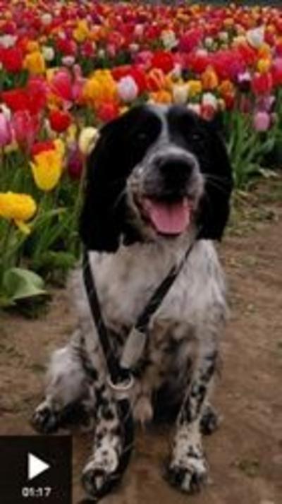 A black and white springer spaniel sat with his mouth open in a field of multi-coloured tulips